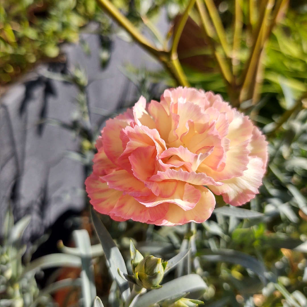 Dianthus Sunflor® Luigi in the GardenTags plant encyclopedia Pot Carnation Luigi in the GardenTags plant encyclopedia