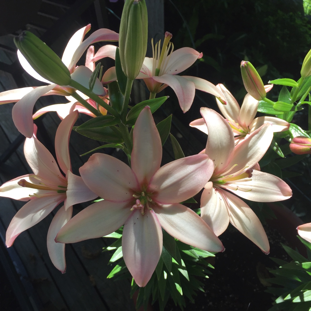 Lilium Easy Waltz in the GardenTags plant encyclopedia Lily Easy Waltz (Asiatic) in the GardenTags plant encyclopedia
