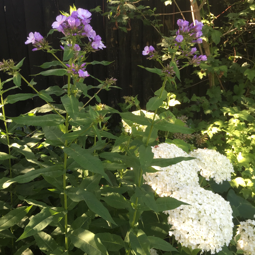 Phlox x arendsii Miss Wilma in the GardenTags plant encyclopedia Phlox Miss Wilma in the GardenTags plant encyclopedia