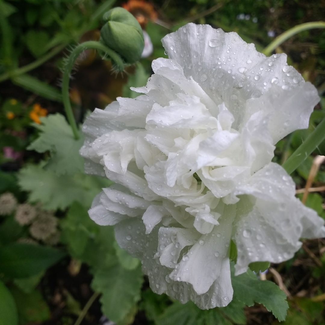 Papaver paeoniflorum White Cloud in the GardenTags plant encyclopedia Poppy White Cloud in the GardenTags plant encyclopedia
