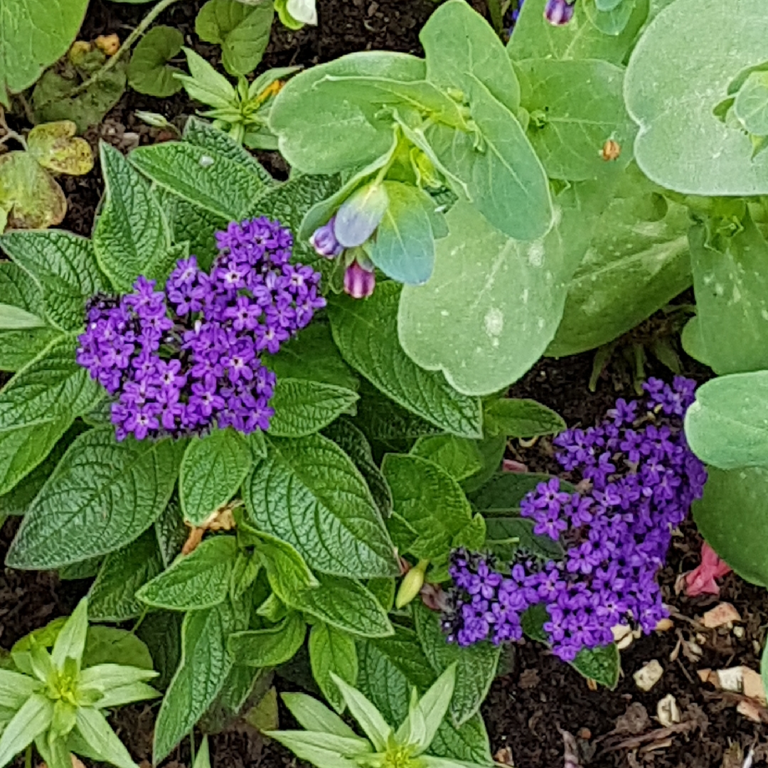 Heliotropium arborescens Midnight Sky in the GardenTags plant encyclopedia Cherry Pie Plant Midnight Sky in the GardenTags plant encyclopedia