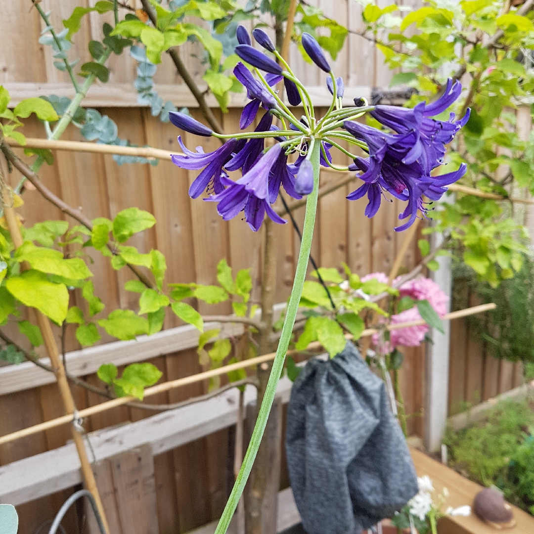 Agapanthus Indigo Dreams in the GardenTags plant encyclopedia African Lily Indigo Dreams in the GardenTags plant encyclopedia
