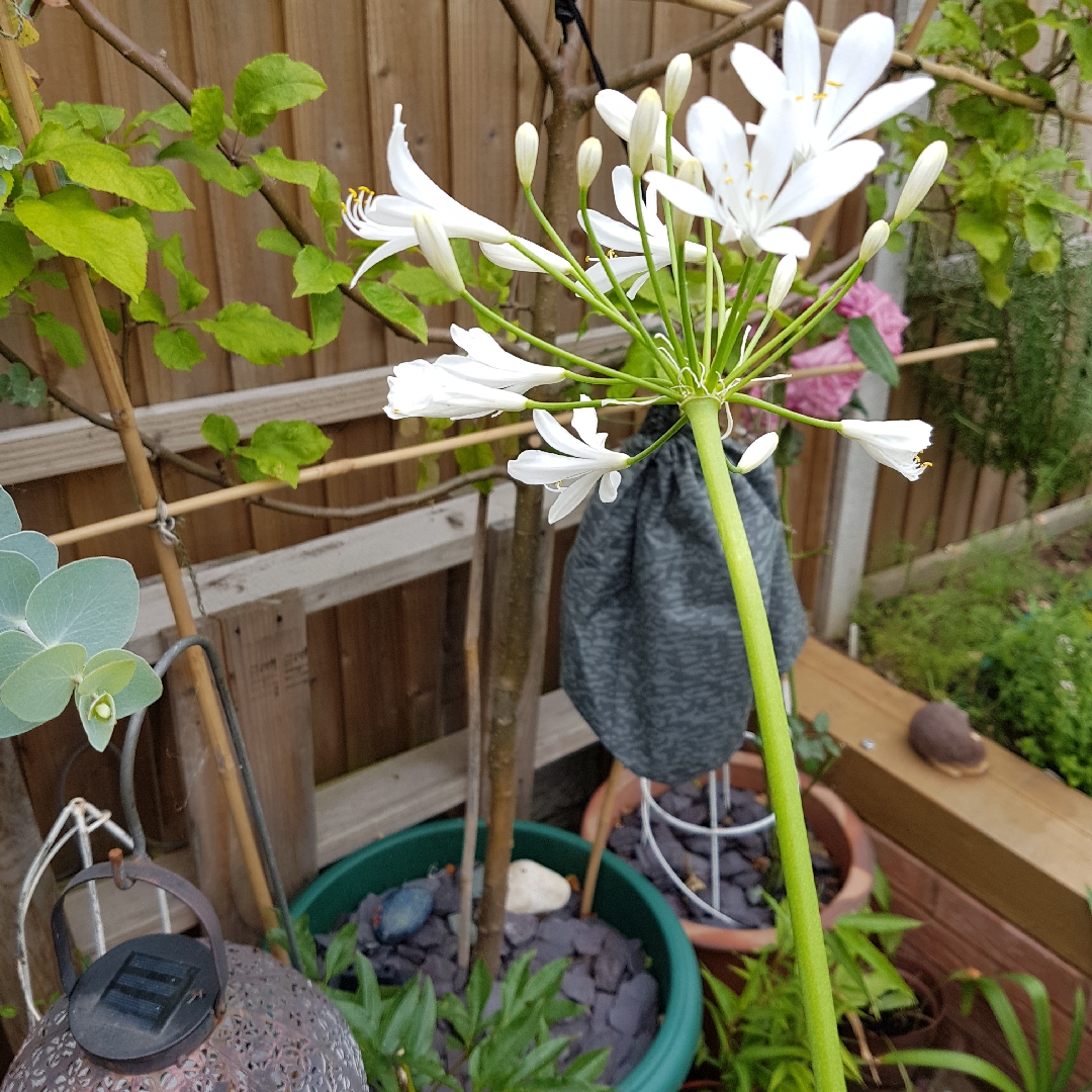 Agapanthus Bridal Bouquet in the GardenTags plant encyclopedia African Lily Bridal Bouquet in the GardenTags plant encyclopedia