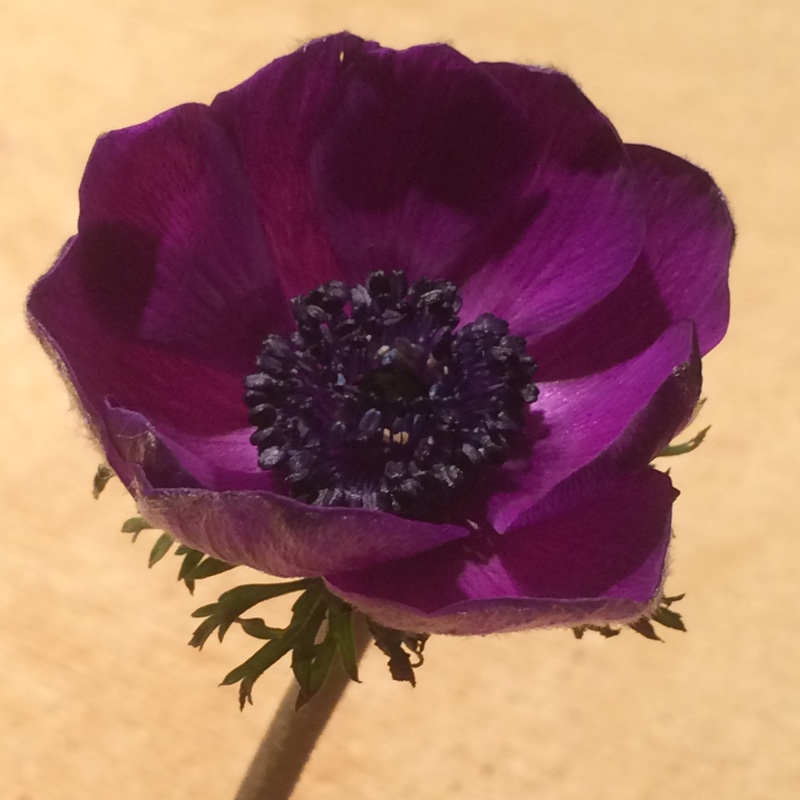Anemone coronaria de caen Mr Fokker in the GardenTags plant encyclopedia Anemone De Caen Mr Fokker in the GardenTags plant encyclopedia
