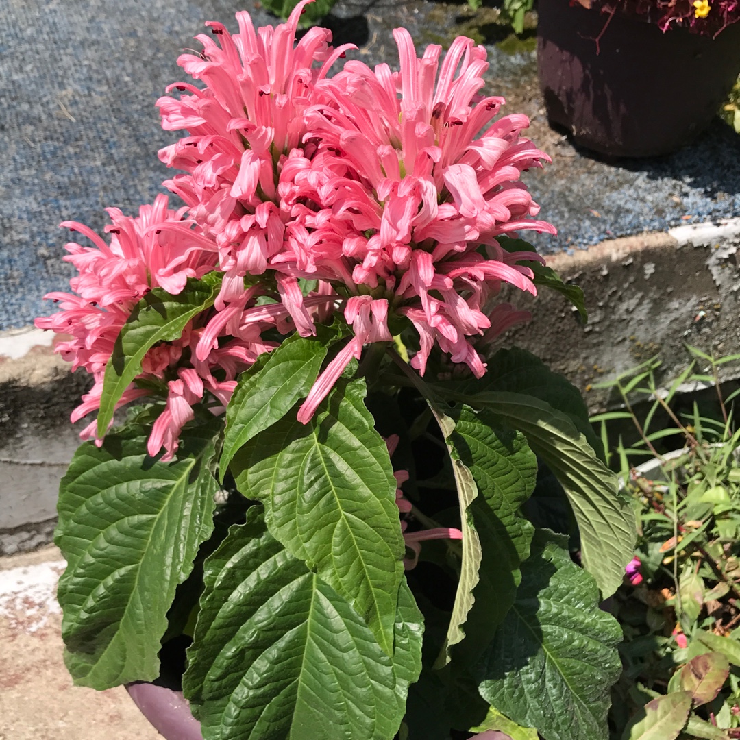 Justicia carnea Holanda in the GardenTags plant encyclopedia Flamingo Plant in the GardenTags plant encyclopedia