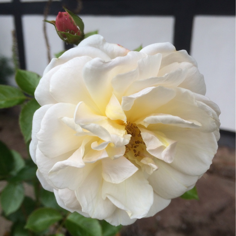 Rosa Virginia McKenna (Harsong) in the GardenTags plant encyclopedia Rose Virginia McKenna in the GardenTags plant encyclopedia