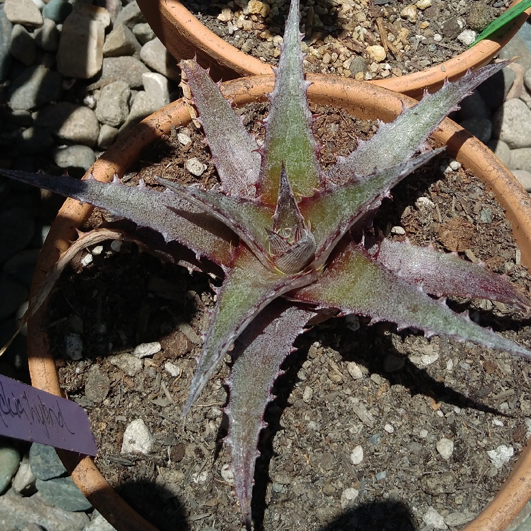 Dyckia in the GardenTags plant encyclopedia Dyckia in the GardenTags plant encyclopedia
