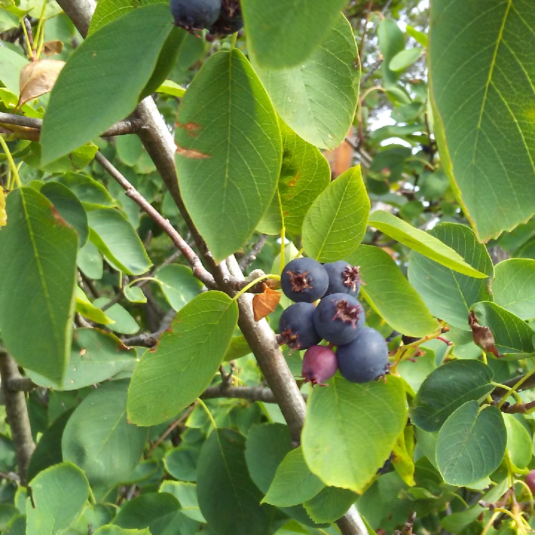 Vaccinium ovalifolium in the GardenTags plant encyclopedia Oval-leaved Blueberry in the GardenTags plant encyclopedia