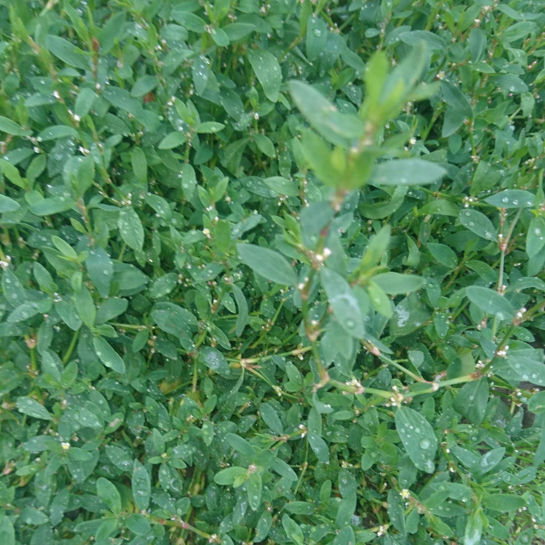 Polygonum Aviculare in the GardenTags plant encyclopedia Prostrate Knotweed in the GardenTags plant encyclopedia