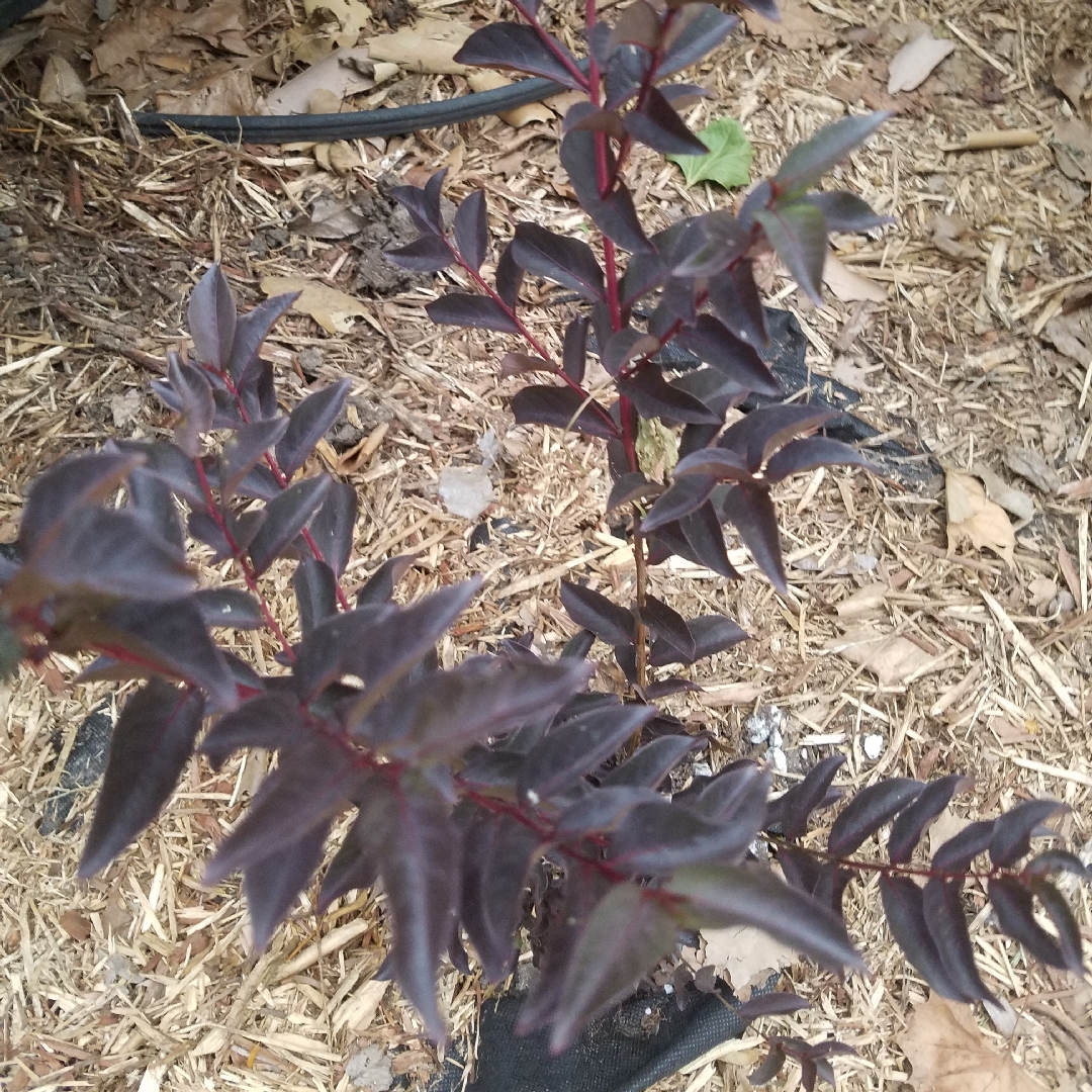 Lagerstroemia Indica 'Black Diamond® Lavender Lace™', Crepe Myrtle