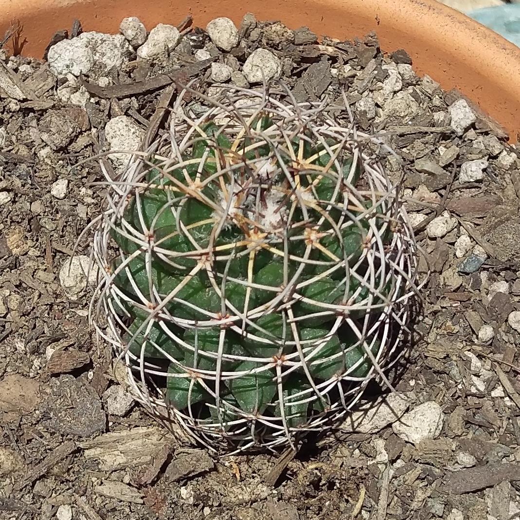 Mammillaria compressa Centralifera in the GardenTags plant encyclopedia Mammillaria compressa Centralifera in the GardenTags plant encyclopedia