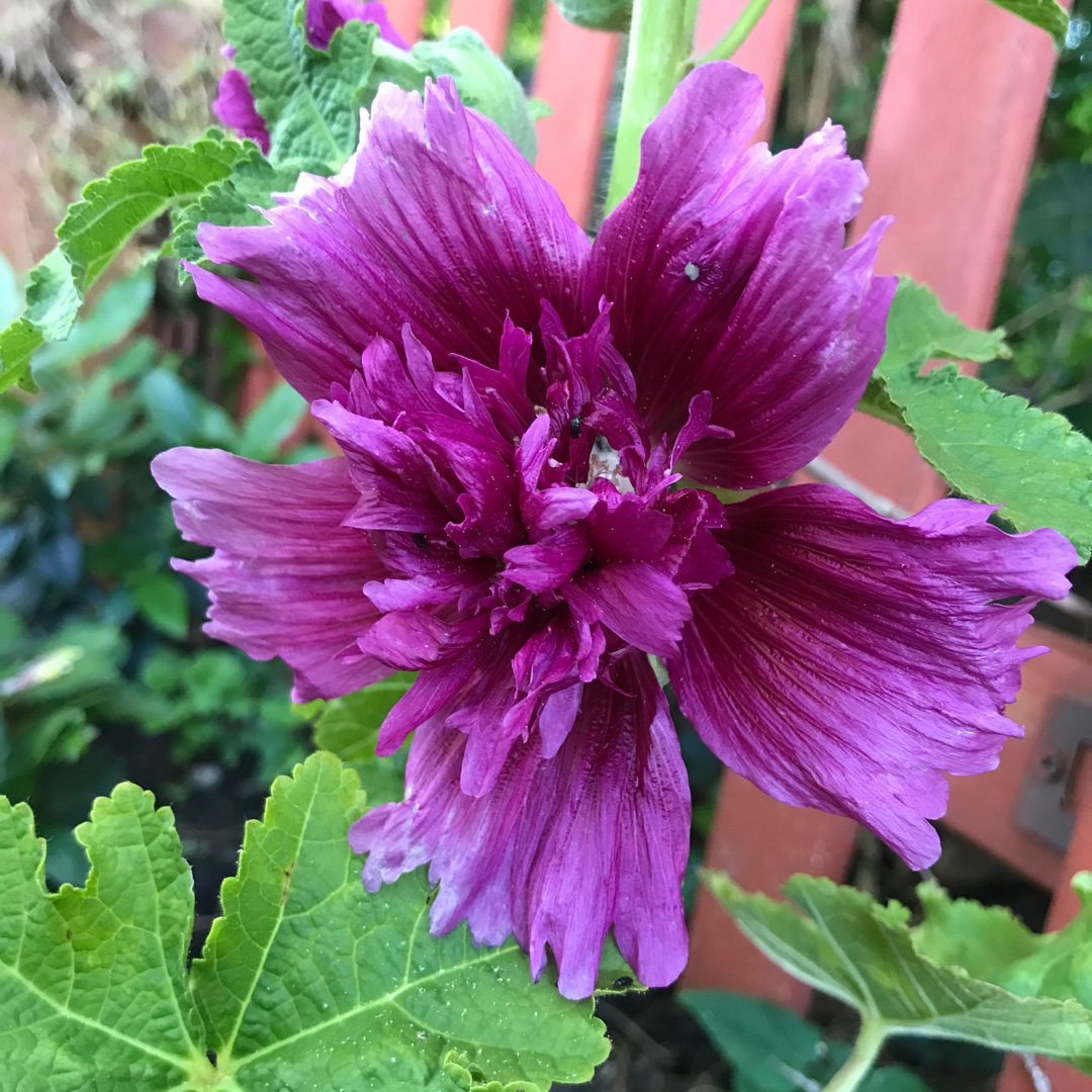 Alcea rosea Spring Celebrities Purple (Spring Celebrities Series) in the GardenTags plant encyclopedia Hollyhock Spring Celebrities Purple in the GardenTags plant encyclopedia