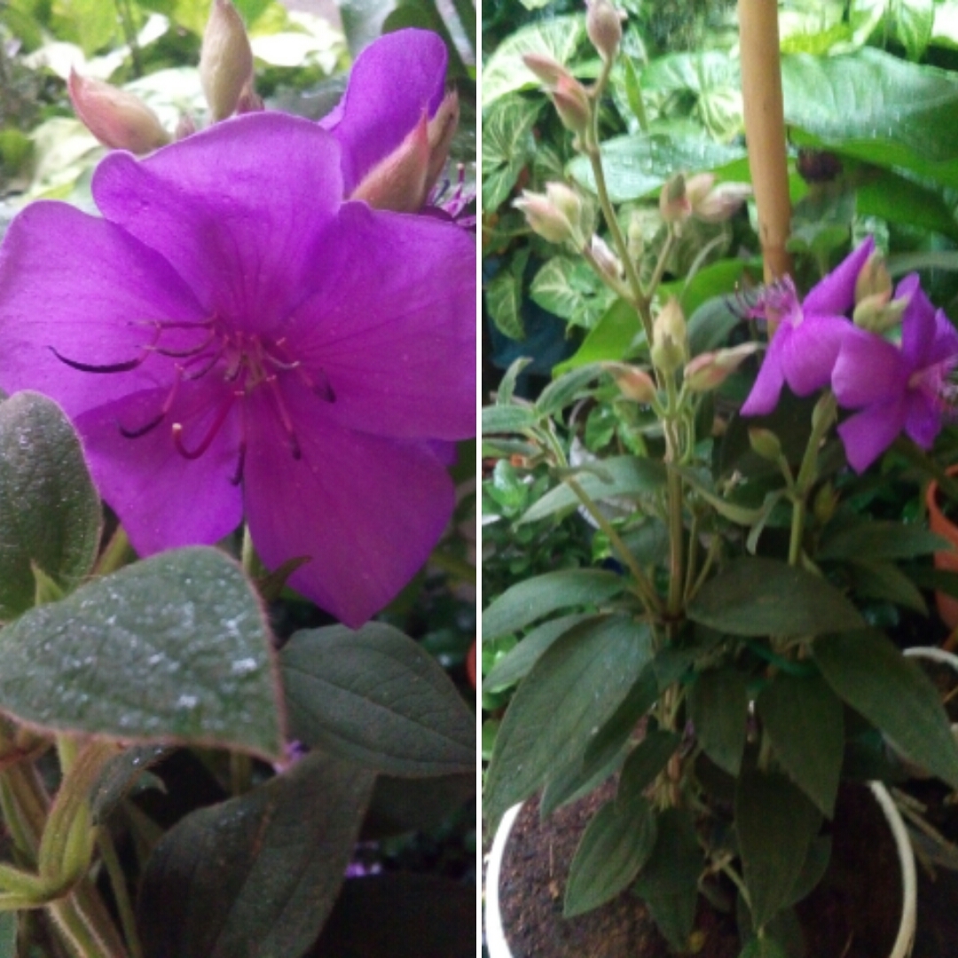 Tibouchina Lepidota in the GardenTags plant encyclopedia Colombian glorybush in the GardenTags plant encyclopedia