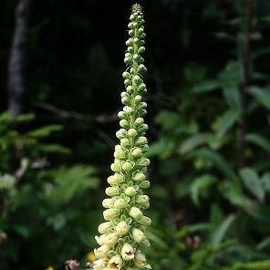 Digitalis ferruginea in the GardenTags plant encyclopedia Rusty Foxglove in the GardenTags plant encyclopedia