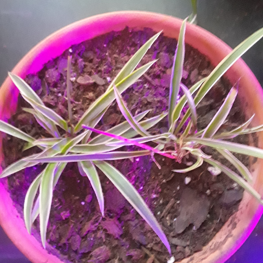 Chlorophytum laxum Zebra Grass in the GardenTags plant encyclopedia Spider Plant Zebra Grass in the GardenTags plant encyclopedia