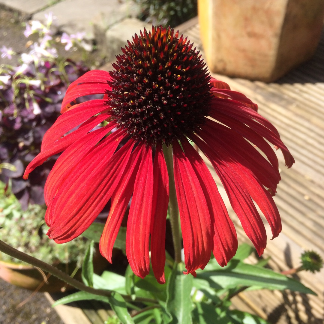 Echinacea Postman (Butterfly Series) in the GardenTags plant encyclopedia Coneflower Postman in the GardenTags plant encyclopedia