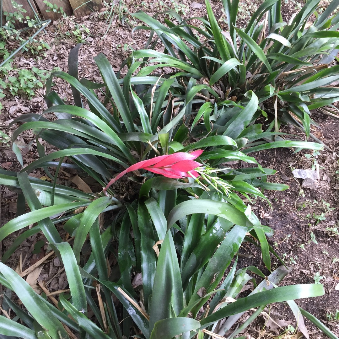Billbergia x windii in the GardenTags plant encyclopedia Angels tears, Lagrimas de Reina in the GardenTags plant encyclopedia