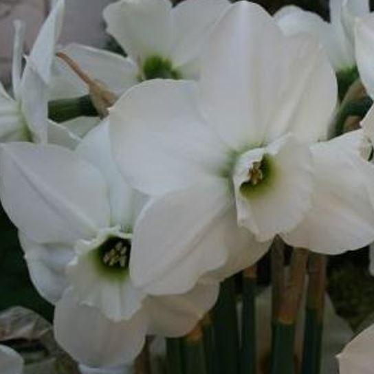 Narcissus Green Eye in the GardenTags plant encyclopedia Daffodil Green Eye (Small-cupped) in the GardenTags plant encyclopedia