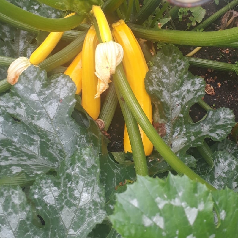 Cucurbita pepo Easy Pick Gold in the GardenTags plant encyclopedia Courgette Easy Pick Gold in the GardenTags plant encyclopedia