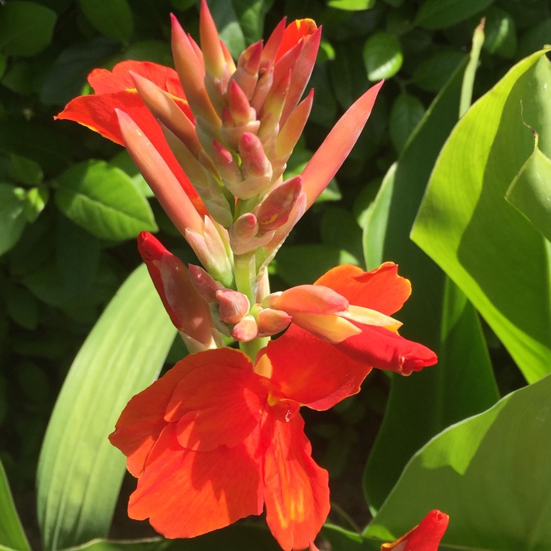 Canna Madeira (Island Series) in the GardenTags plant encyclopedia Canna Madeira in the GardenTags plant encyclopedia