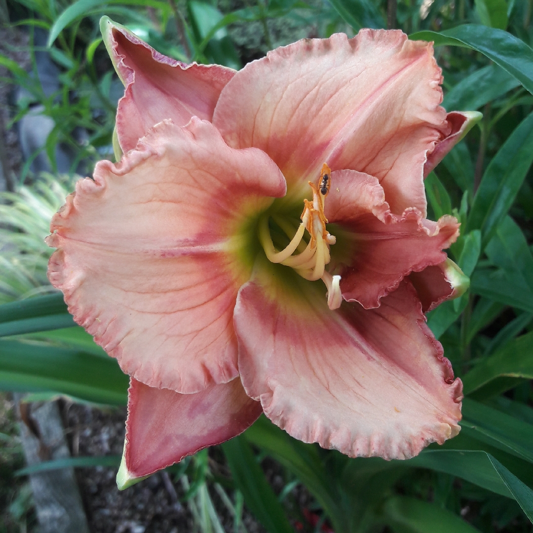 Hemerocallis Elegant Candy in the GardenTags plant encyclopedia Daylily Elegant Candy in the GardenTags plant encyclopedia