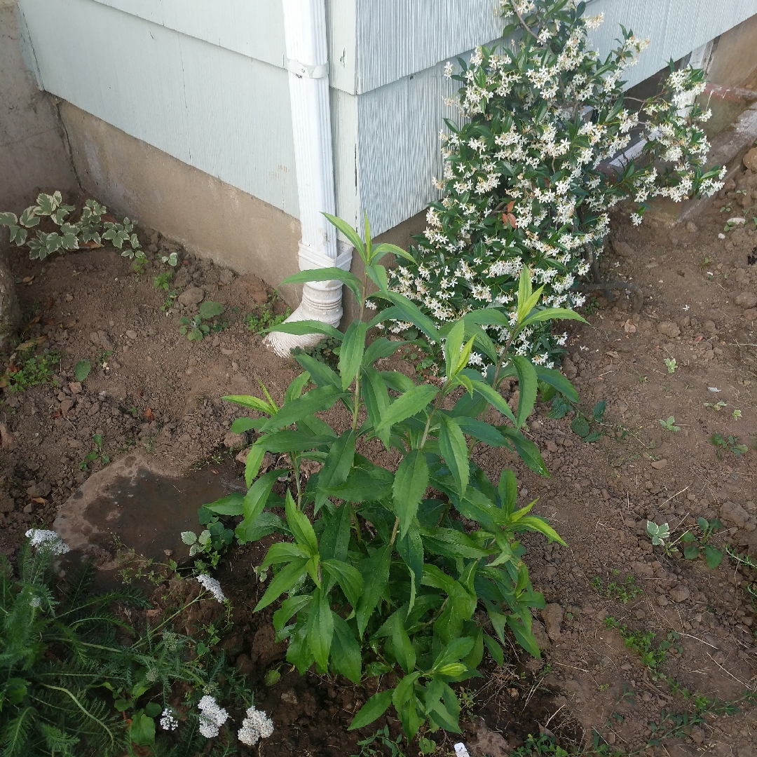 Solidago gigantica in the GardenTags plant encyclopedia Late Goldenrod in the GardenTags plant encyclopedia