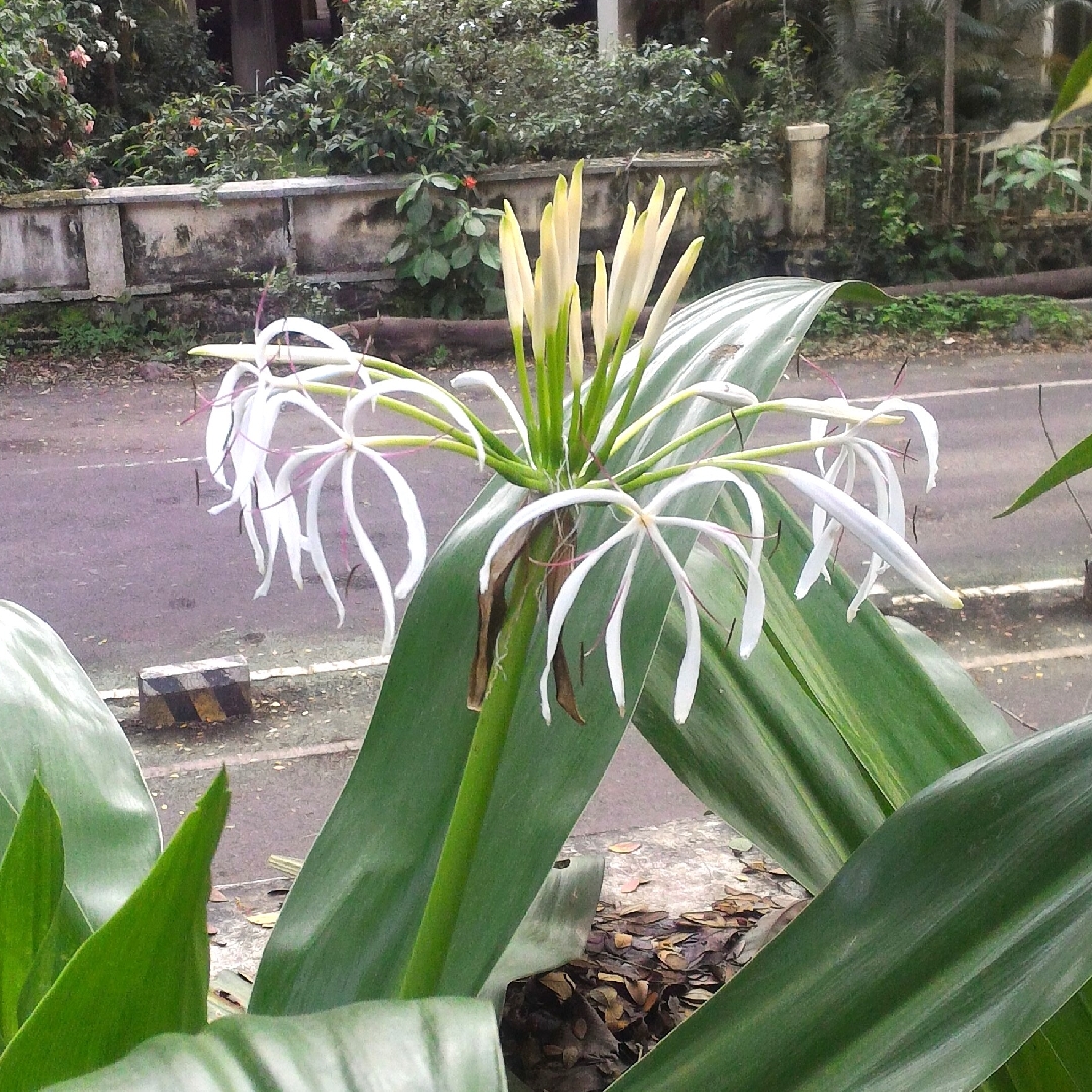 Crinum Asiaticum in the GardenTags plant encyclopedia Giant Crinum Lily in the GardenTags plant encyclopedia