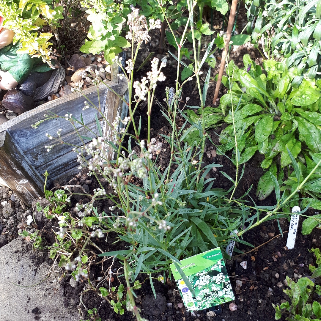Gypsophila paniculata Festival White in the GardenTags plant encyclopedia Babys Breath Festival White in the GardenTags plant encyclopedia