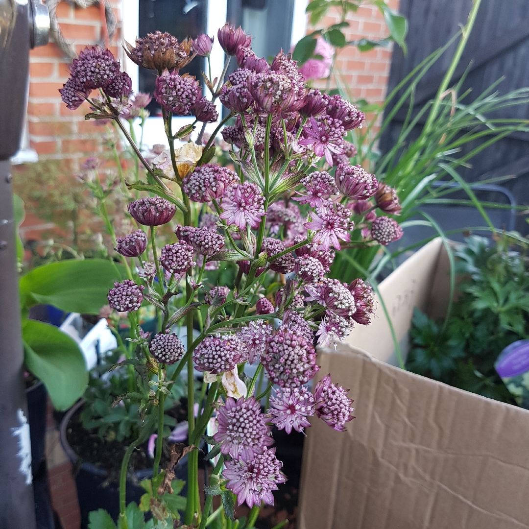 Astrantia major Abbey Road in the GardenTags plant encyclopedia Masterwort Abbey Road in the GardenTags plant encyclopedia