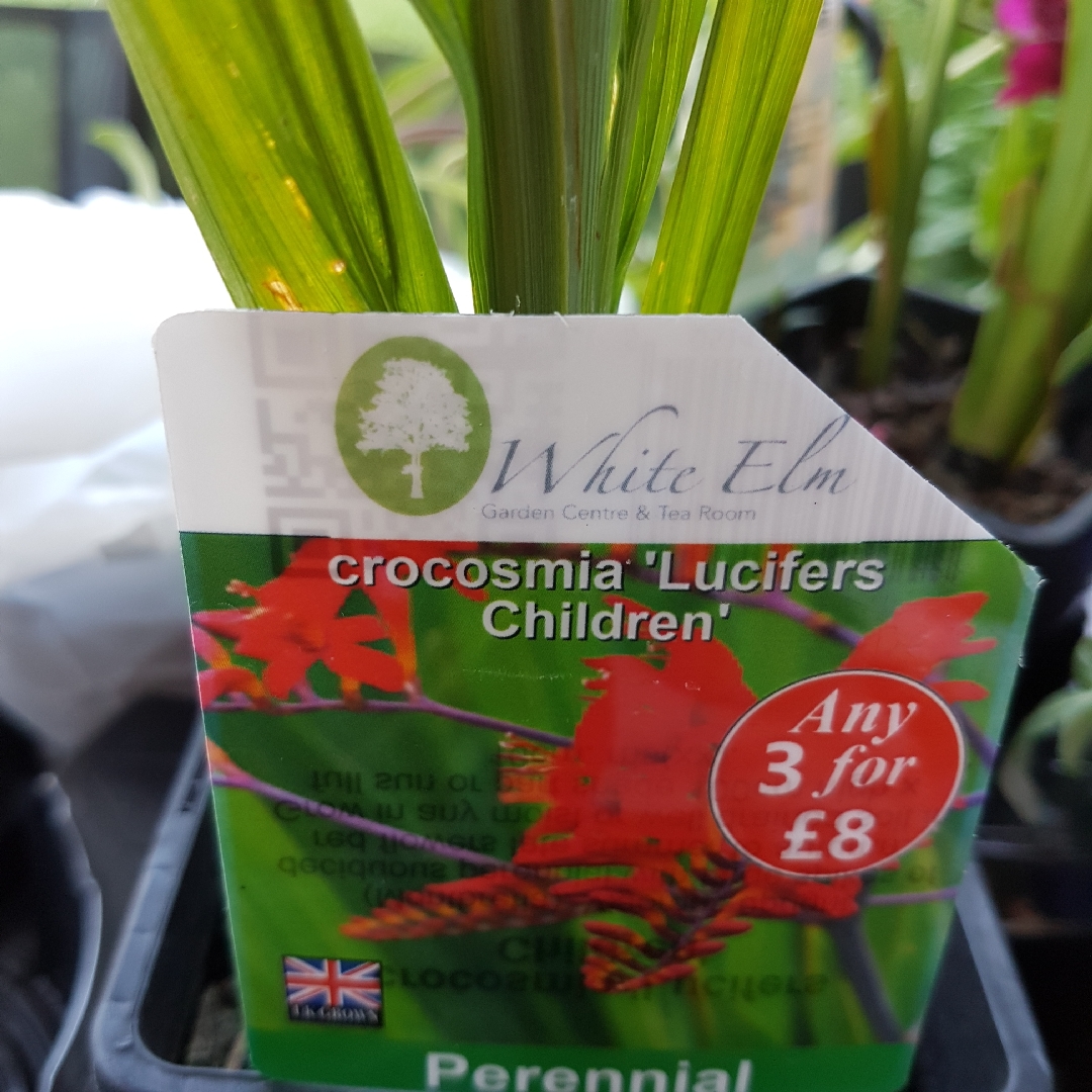 Crocosmia Lucifers Children in the GardenTags plant encyclopedia Montbretia Lucifers Children in the GardenTags plant encyclopedia
