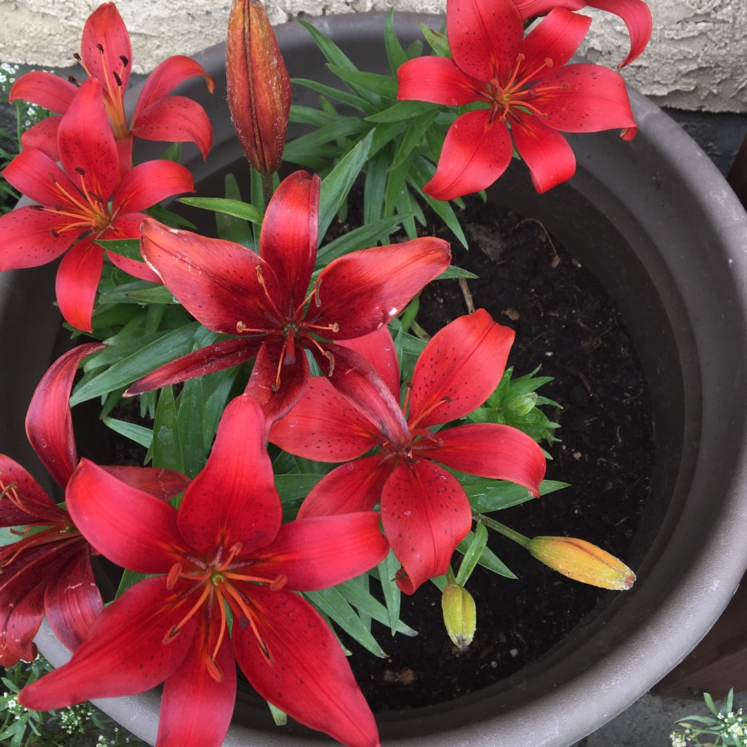 Lilium lancifolium syn. Lilium tigrinum in the GardenTags plant encyclopedia Lily (Species) Tiger Lily in the GardenTags plant encyclopedia