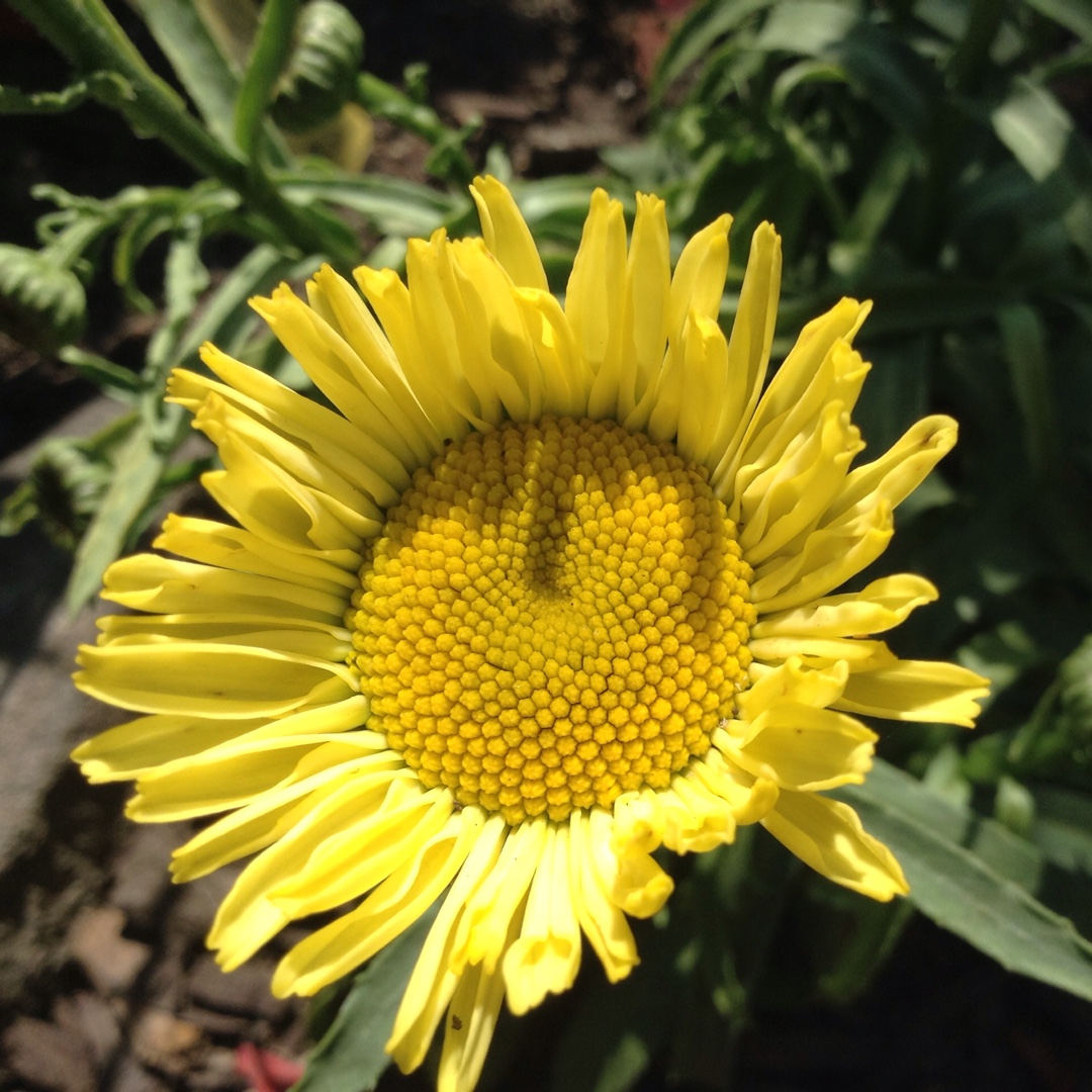 Leucanthemum x superbum Real Sunbeam in the GardenTags plant encyclopedia Shasta Daisy Real Sunbeam in the GardenTags plant encyclopedia