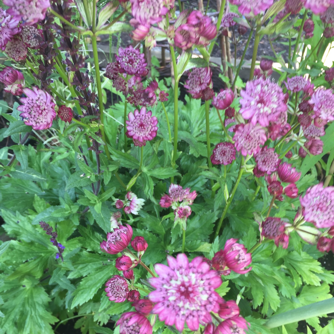 Astrantia major Ruby Wedding in the GardenTags plant encyclopedia Masterwort Ruby Wedding in the GardenTags plant encyclopedia