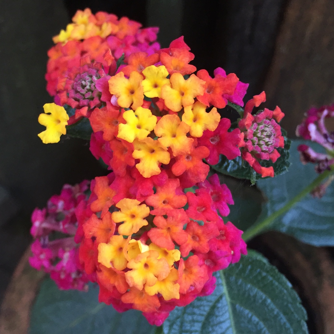 Lantana Landmark Blaze in the GardenTags plant encyclopedia