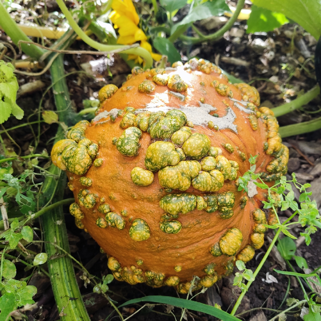 Cucurbita Maxima Goosebumps in the GardenTags plant encyclopedia Pumpkin Goosebumps in the GardenTags plant encyclopedia