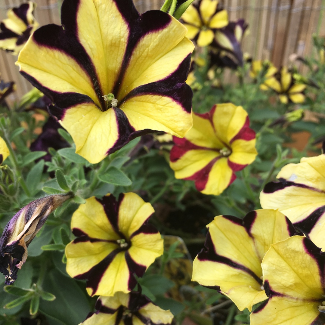 Petunia x hybrida Sunflower Ray in the GardenTags plant encyclopedia Petunia Sunflower Ray in the GardenTags plant encyclopedia