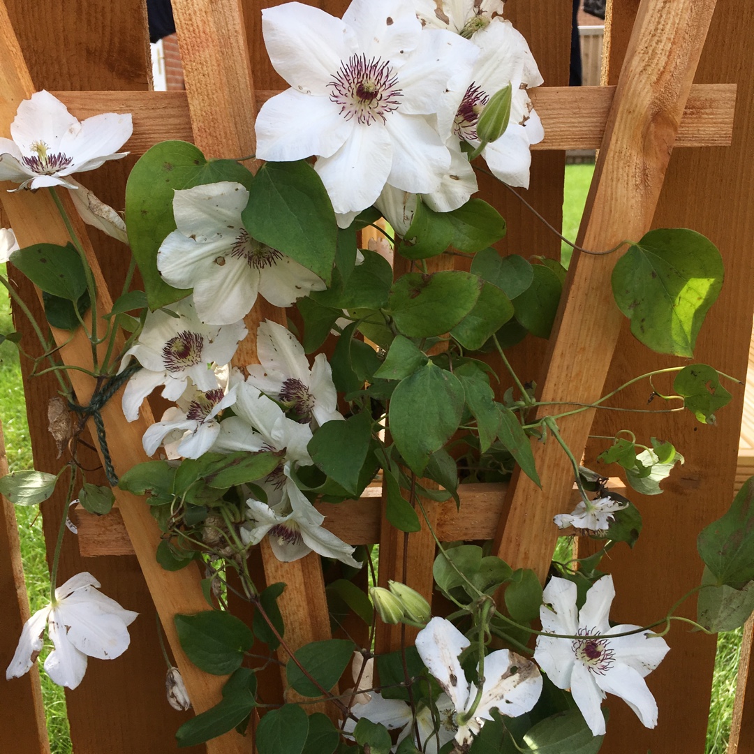 Clematis Ninon evipo052 in the GardenTags plant encyclopedia Clematis Ninon in the GardenTags plant encyclopedia