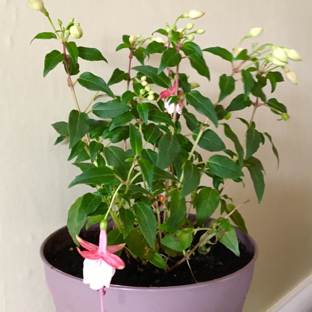 Fuchsia Aretes Patio Princess in the GardenTags plant encyclopedia Fuchsia Aretes Patio Princess in the GardenTags plant encyclopedia