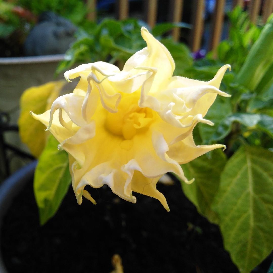 Datura Metel Ballerina Yellow in the GardenTags plant encyclopedia Devils Trumpet Ballerina Yellow in the GardenTags plant encyclopedia