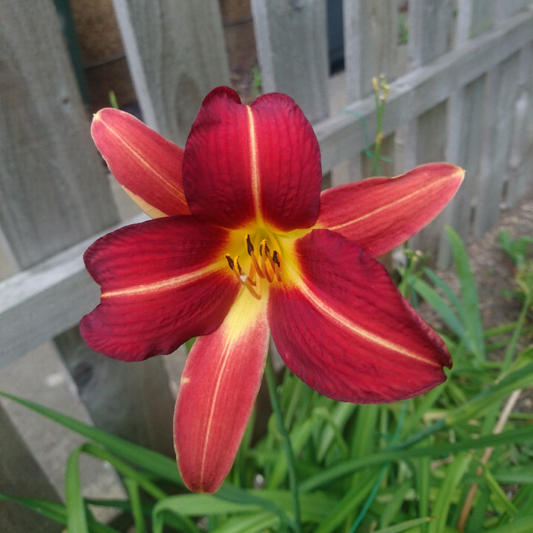 Hemerocallis Purple Waters in the GardenTags plant encyclopedia Daylily Purple Waters in the GardenTags plant encyclopedia