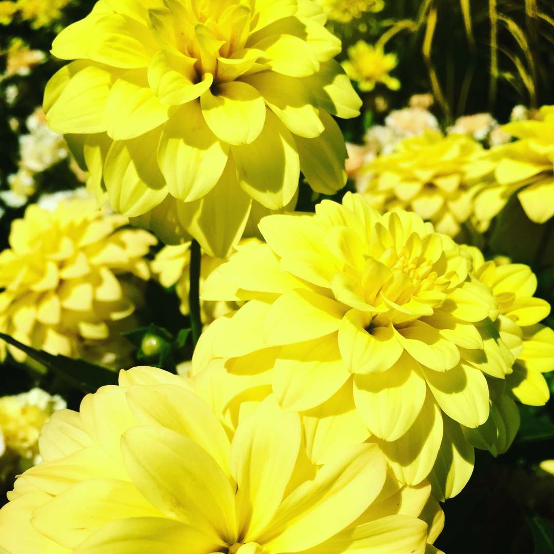 Dahlia Gallery Pinto in the GardenTags plant encyclopedia Dahlia Gallery Pinto (Gallery Series) in the GardenTags plant encyclopedia