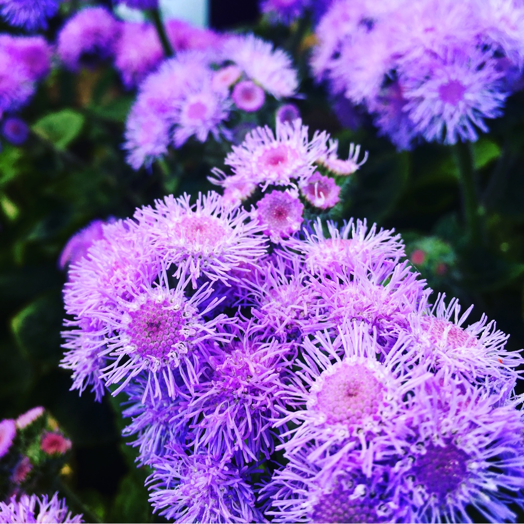 Ageratum houstonianum High Tide Blue in the GardenTags plant encyclopedia Floss Flower High Tide Blue in the GardenTags plant encyclopedia