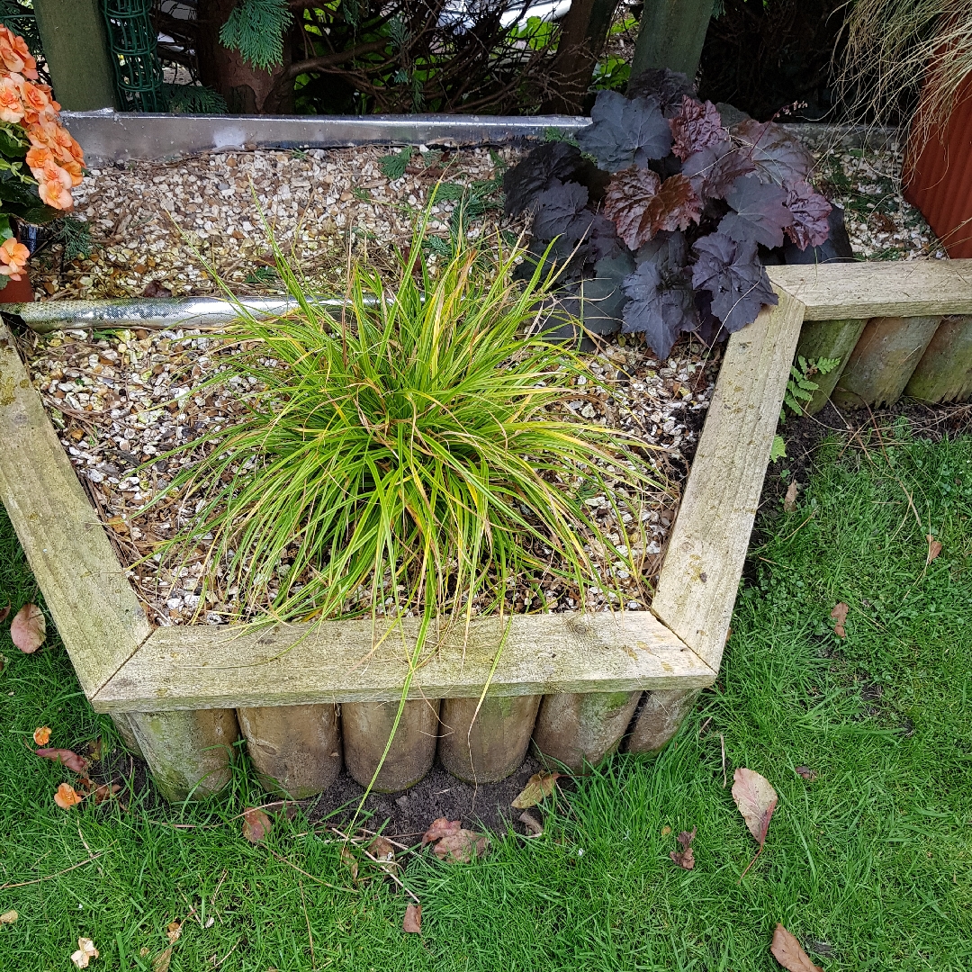 Carex oshimensis Everlime in the GardenTags plant encyclopedia Ornamental Sedge Everlime in the GardenTags plant encyclopedia