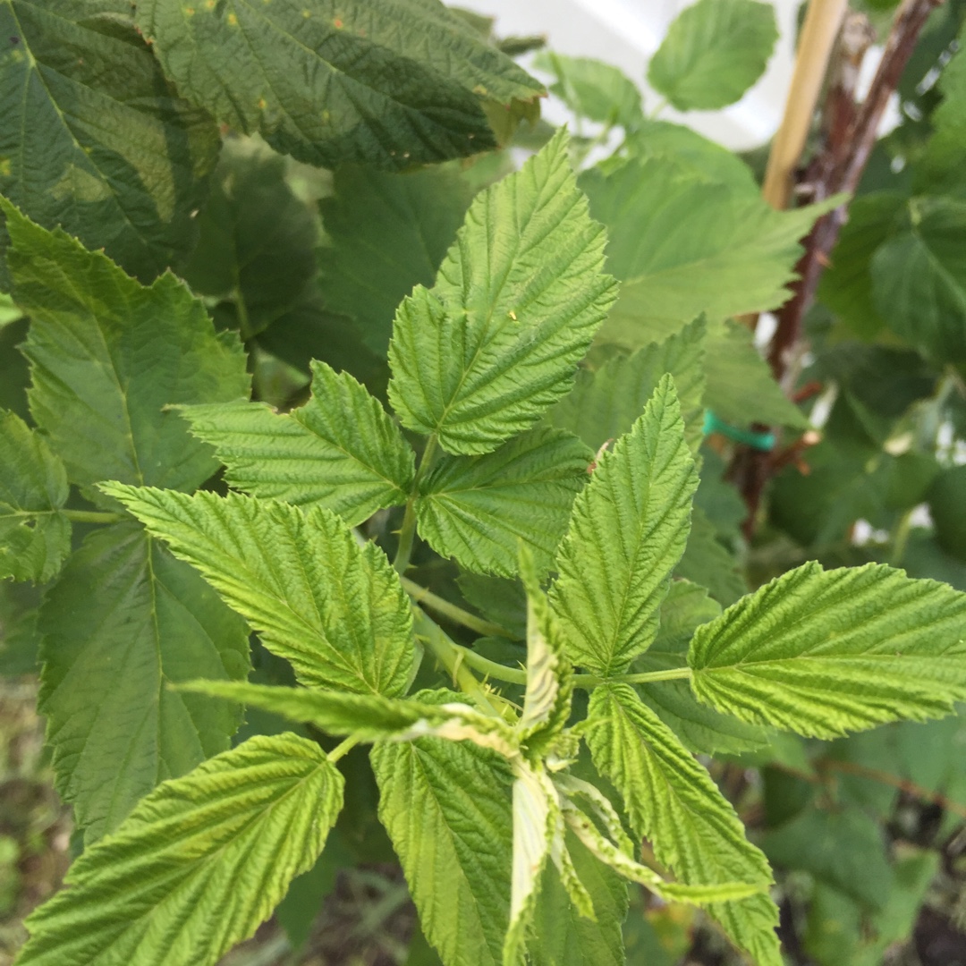 Rubus Idaeus Jewel in the GardenTags plant encyclopedia Raspberry Jewel in the GardenTags plant encyclopedia