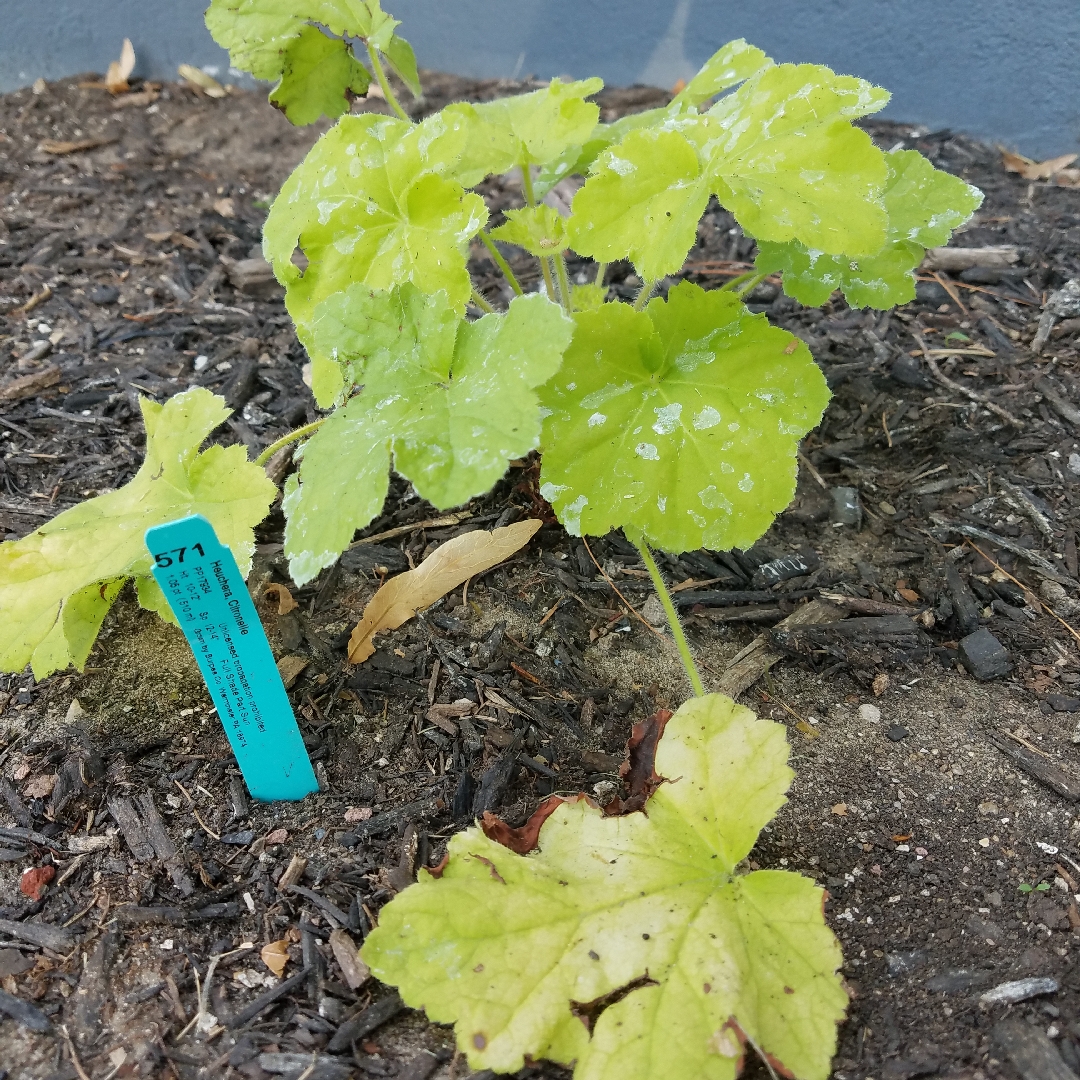 Heuchera Citronelle in the GardenTags plant encyclopedia Alumroot Citronelle in the GardenTags plant encyclopedia