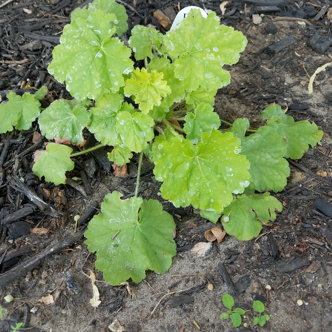 Heuchera Pretty Pistachio in the GardenTags plant encyclopedia Alumroot Pretty Pistachio in the GardenTags plant encyclopedia