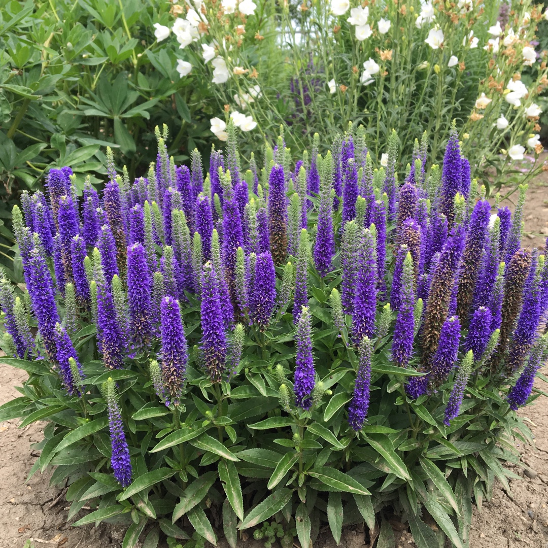 Veronica Blue Bomb in the GardenTags plant encyclopedia Speedwell Blue Bomb in the GardenTags plant encyclopedia