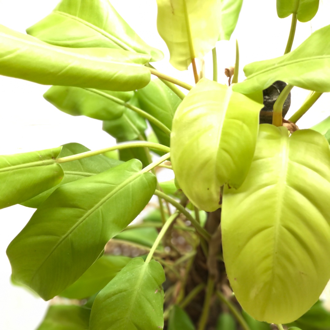 Philodendron Lemon Lime syn. Philodendron x domesticum Lemon Lime in the GardenTags plant encyclopedia Philodendron Lemon Lime in the GardenTags plant encyclopedia