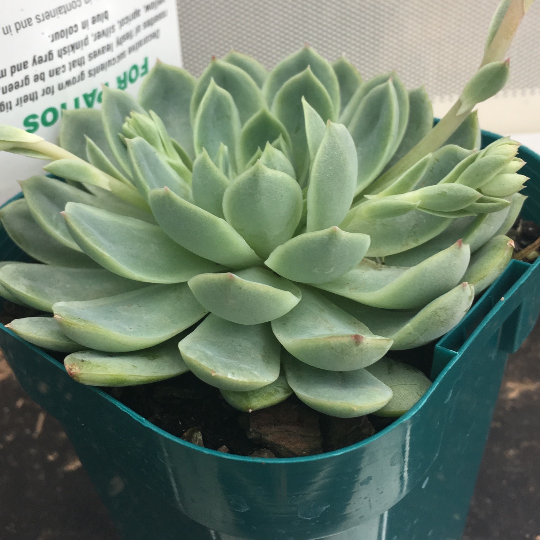 Echeveria Glow Sport in the GardenTags plant encyclopedia Echeveria Glow Sport in the GardenTags plant encyclopedia