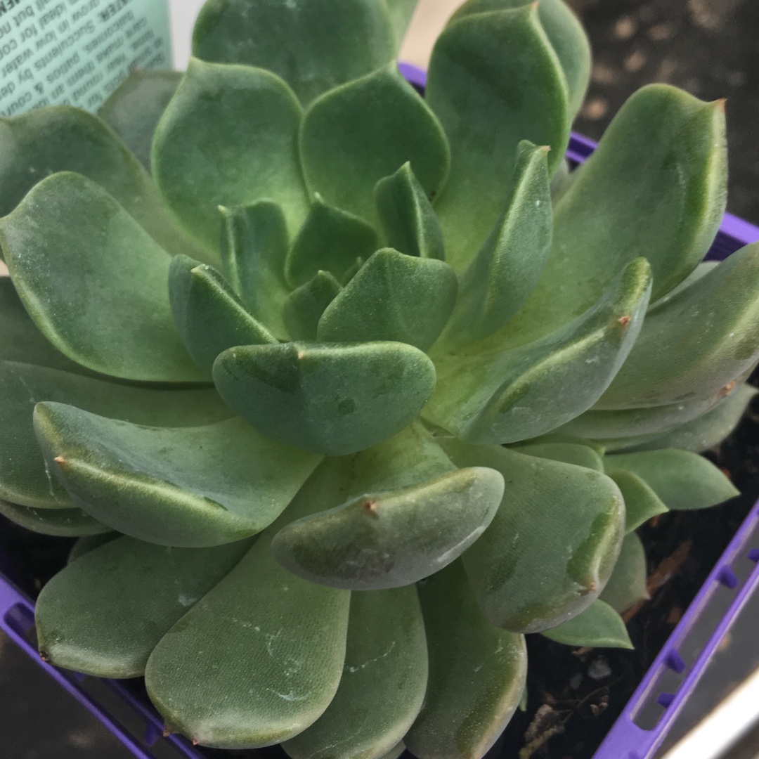 Echeveria Sovereign Sands in the GardenTags plant encyclopedia Echeveria Sovereign Sands in the GardenTags plant encyclopedia